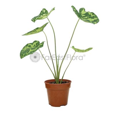 ALOCASIA HILO BEAUTY P15C (YX)