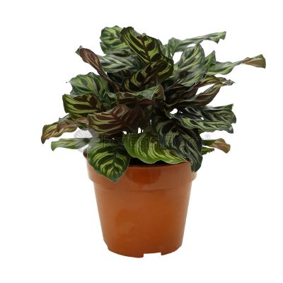 Calathea Makoyana (P15c)