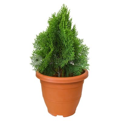 Thuja P26c 