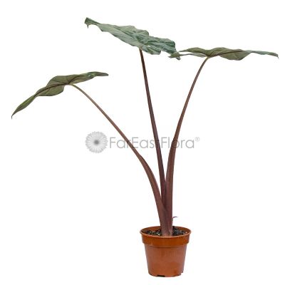 Alocasia Yucatan Princess (P15c)