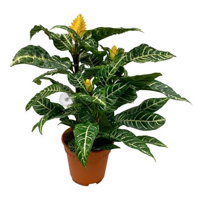 Aphelandra Squarrosa 'Zebra Plant' (P15c)