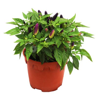 Chilli Purple (P15c)