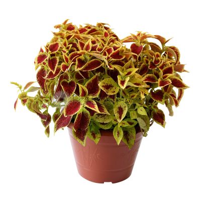 Coleus (P26c)