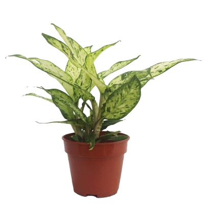 Dieffenbachia 'Starbright' (P15c)