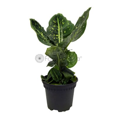 Dieffenbachia Reflector (P12c)