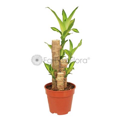 Dracaena Fragrans 1FT 3PP (P15c)