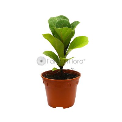 Ficus Lyrata 'Fiddle Leaf' (P15c)