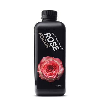 GT Rose Focus (1L)