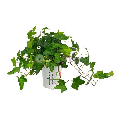 Hedera Helix 'Ivy' (P10.5c)