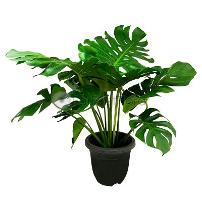 Monstera Delicosa (P23c)