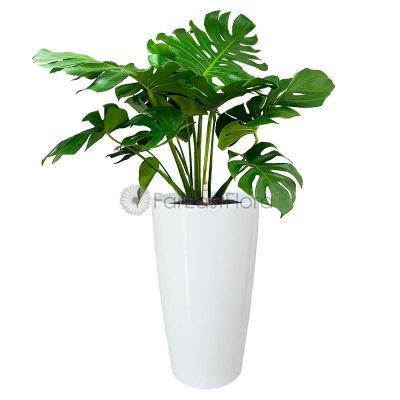 Monstera Deliciosa In Pot