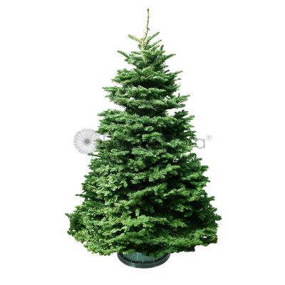 NOBLE FIR 4/5FT (USA) L.BLUE TAG