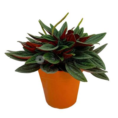 Peperomia Caperata (P8.5c)