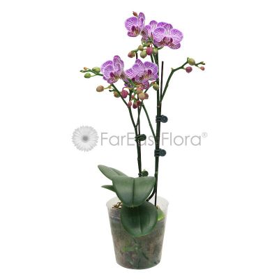 Phalaenopsis Double Stalk (Pbag)