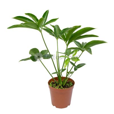 Philodendron Funbun (P15c)