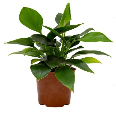 Philodendron Green (P11c)