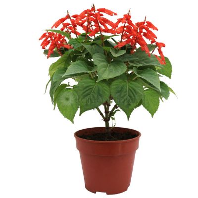 Salvia Red (P15c)