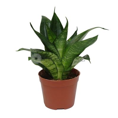 Sansevieria Green (P9c)