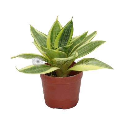 Sansevieria Variegated (P9c)