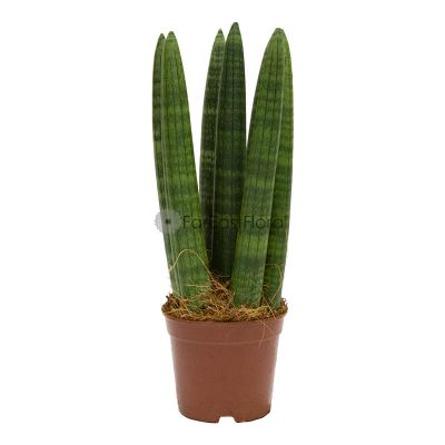 Sansevieria Cylindrica (P9c)