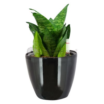 Sansevieria 'Green' in Pot