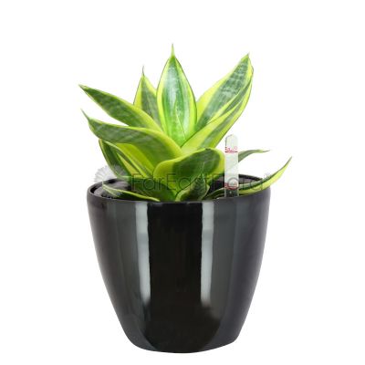 Sansevieria 'Variegated' in Pot