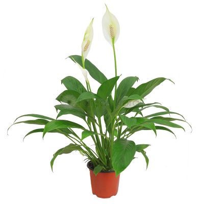 Spathiphyllum Chopin (P11c)