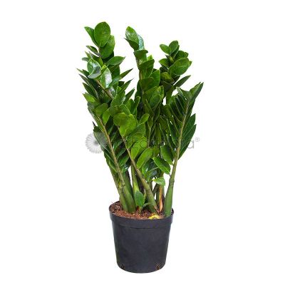 Zamioculcas (P25c)